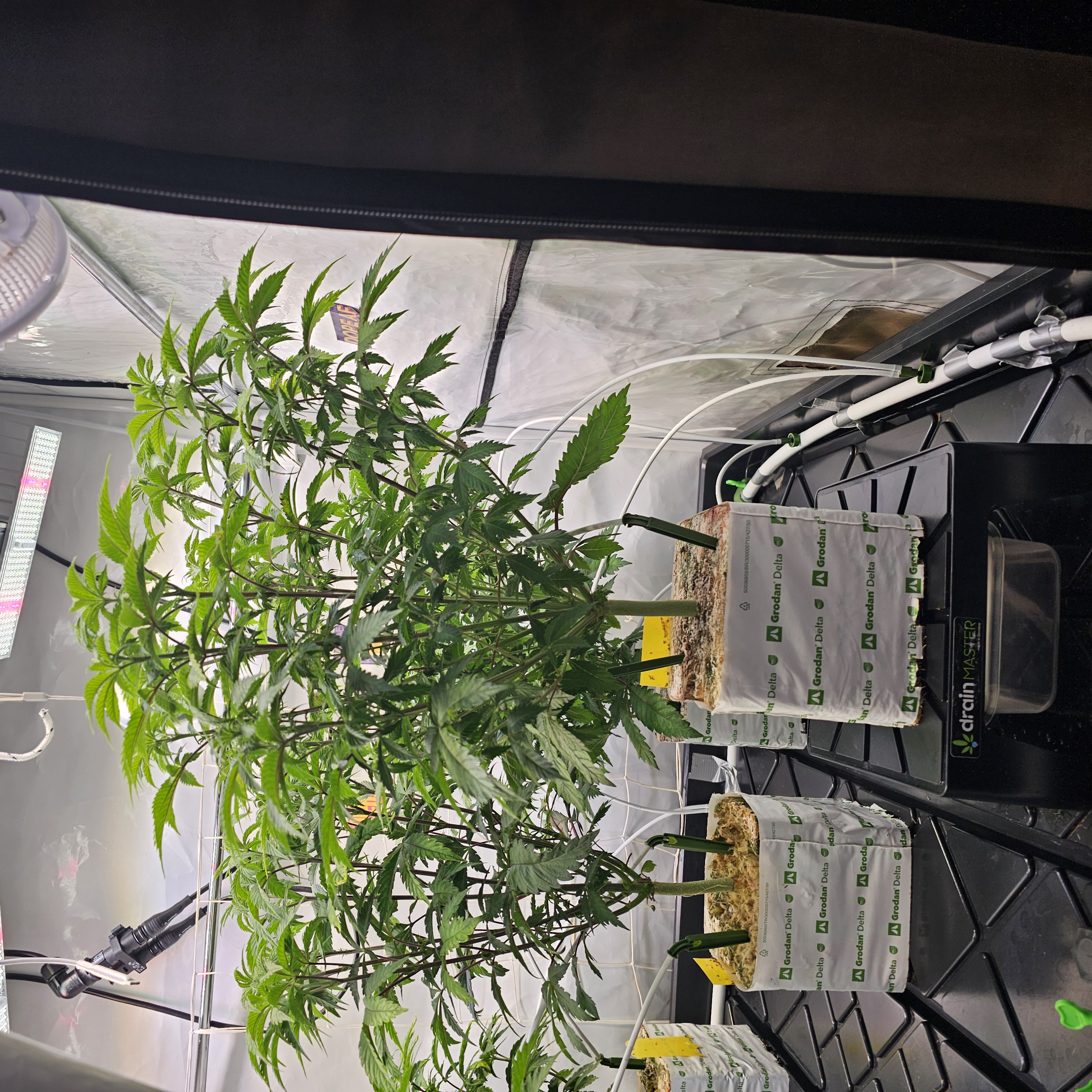 Grow Setup 1