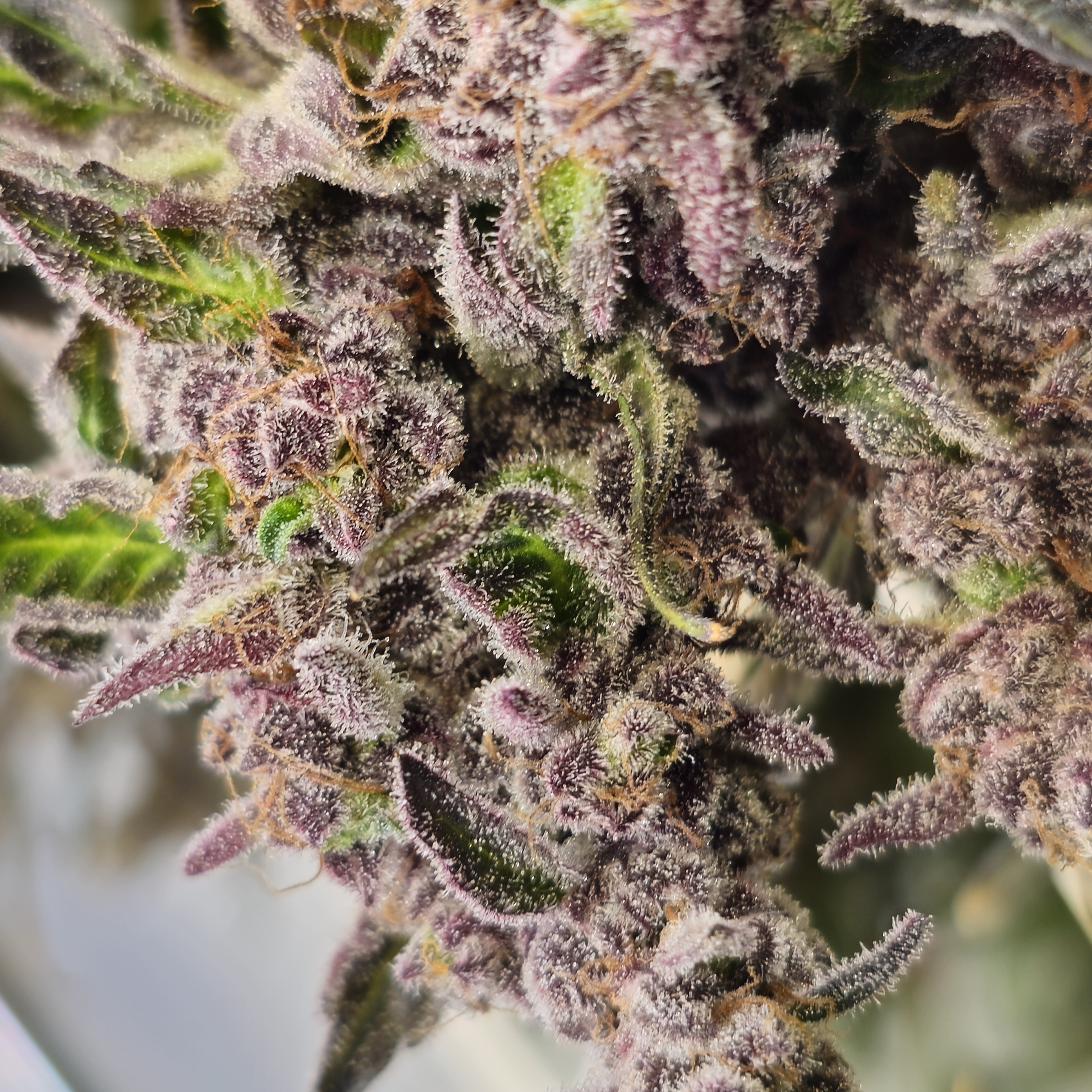 Grow Setup 10