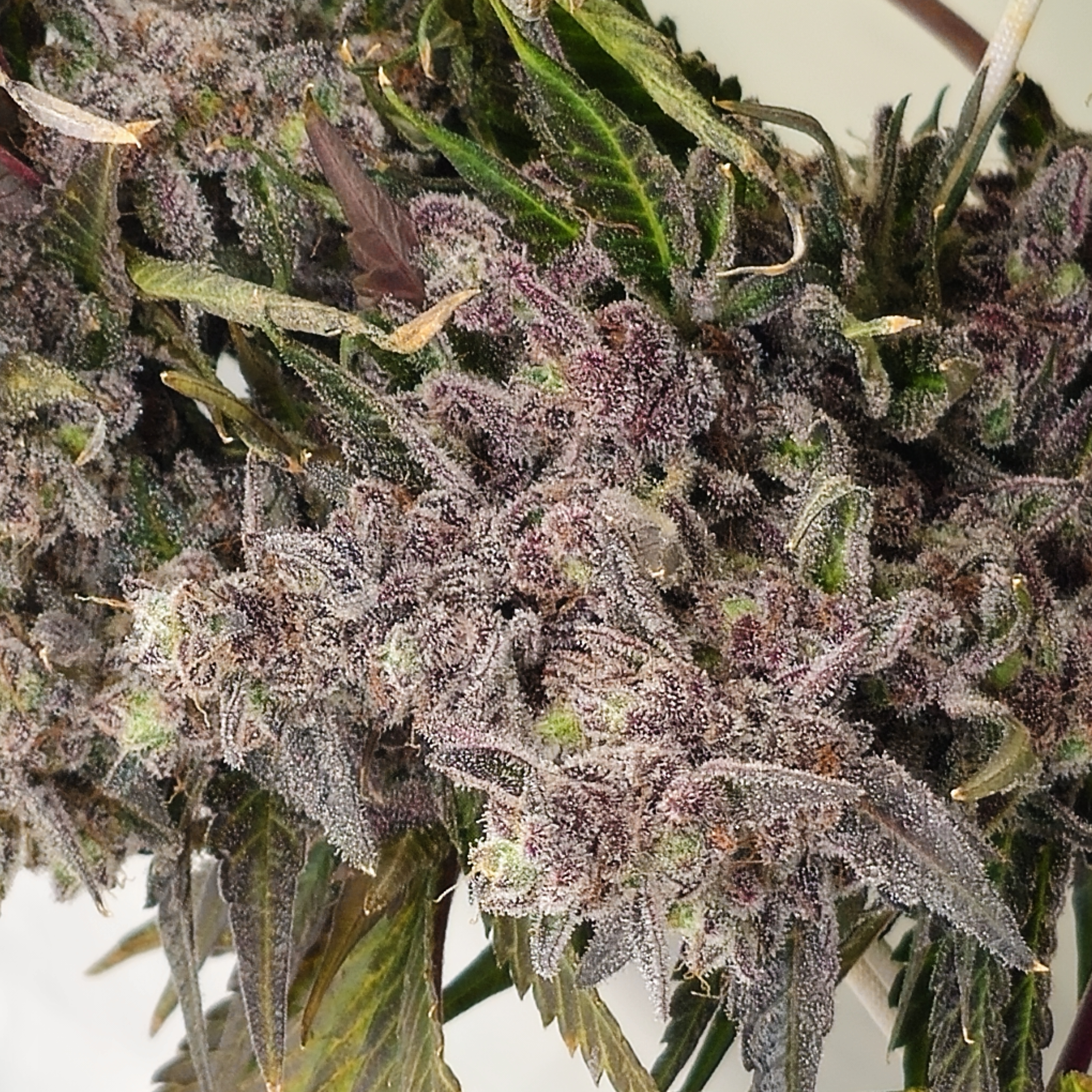 Grow Setup 11