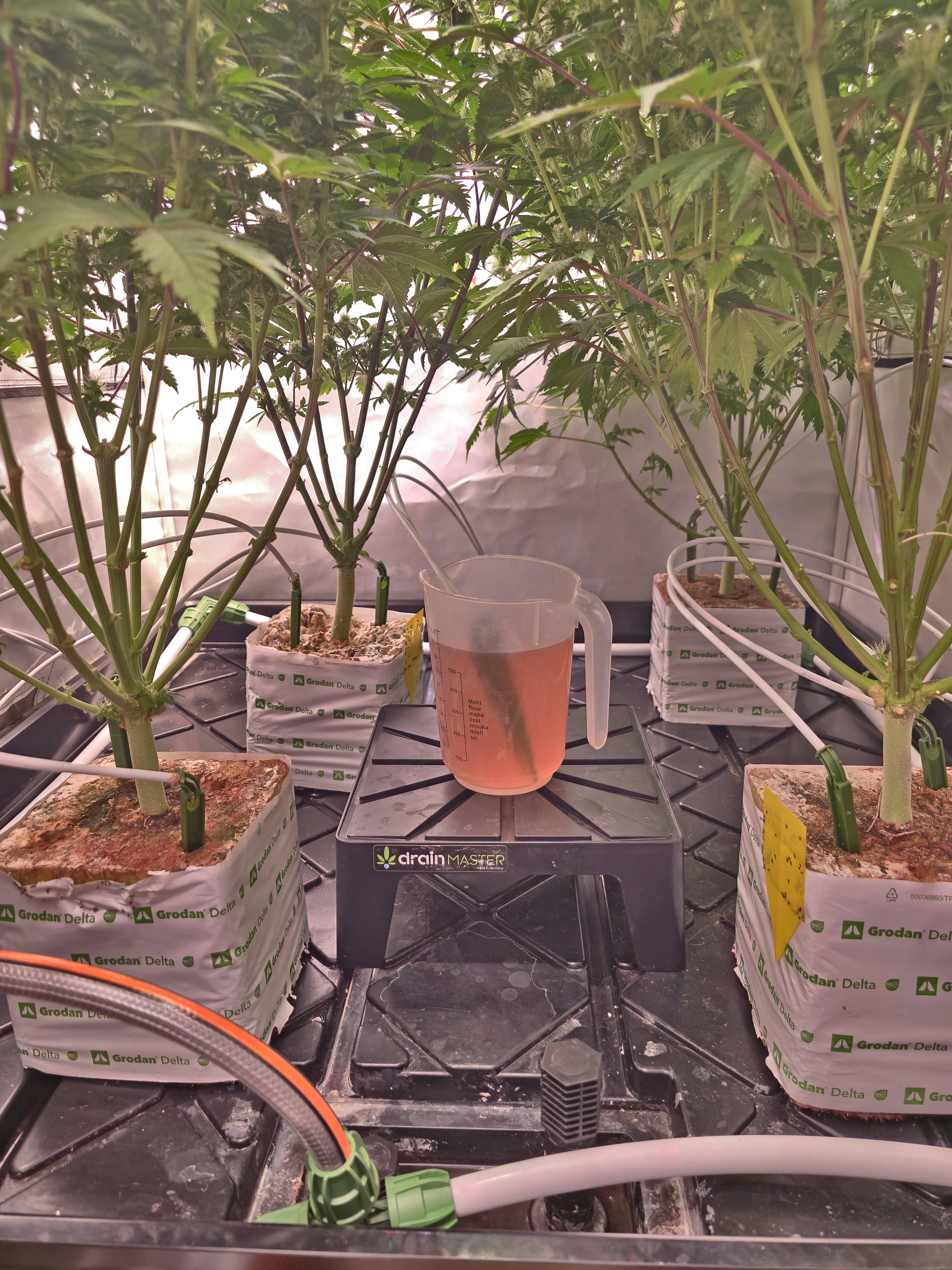 Grow Setup 2