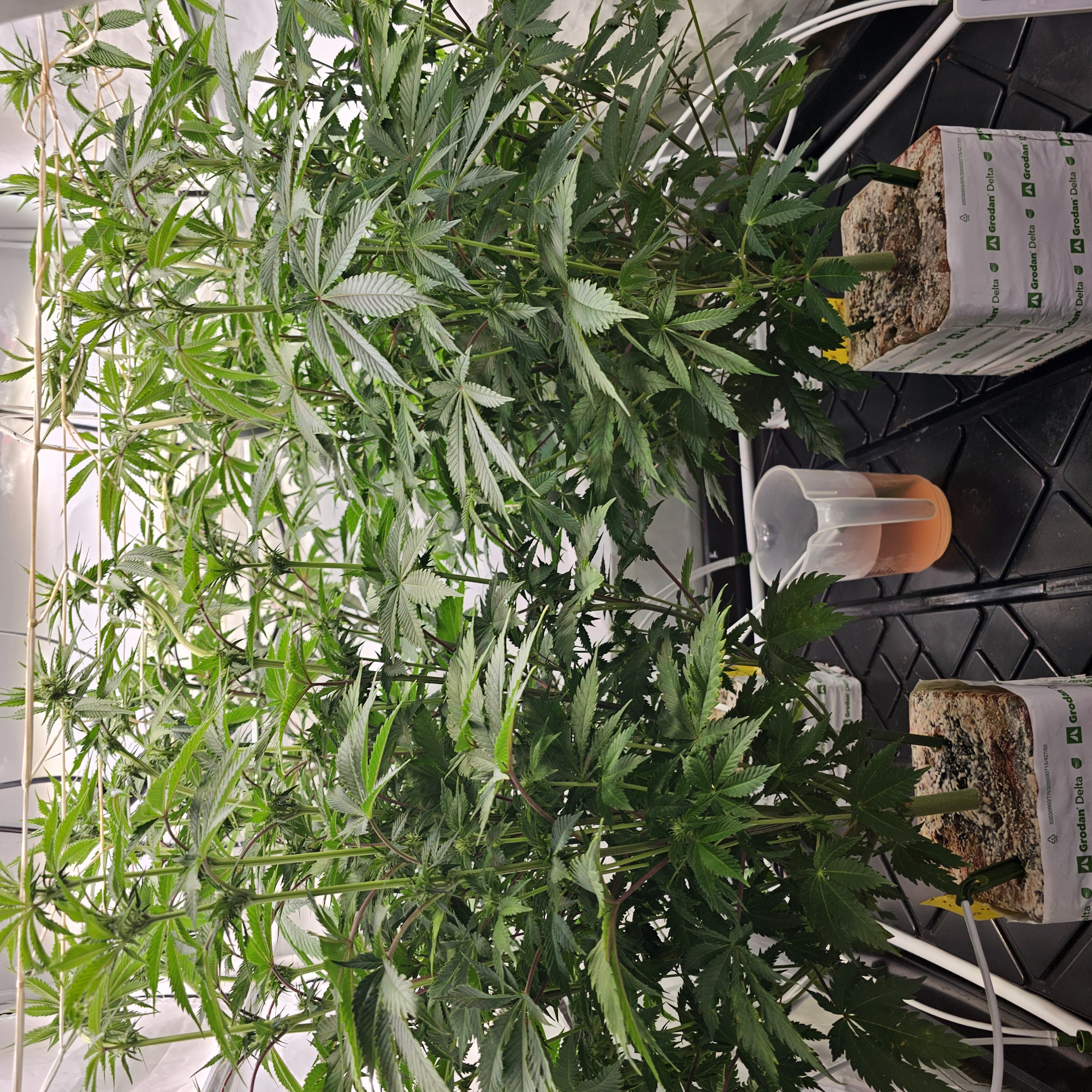 Grow Setup 3