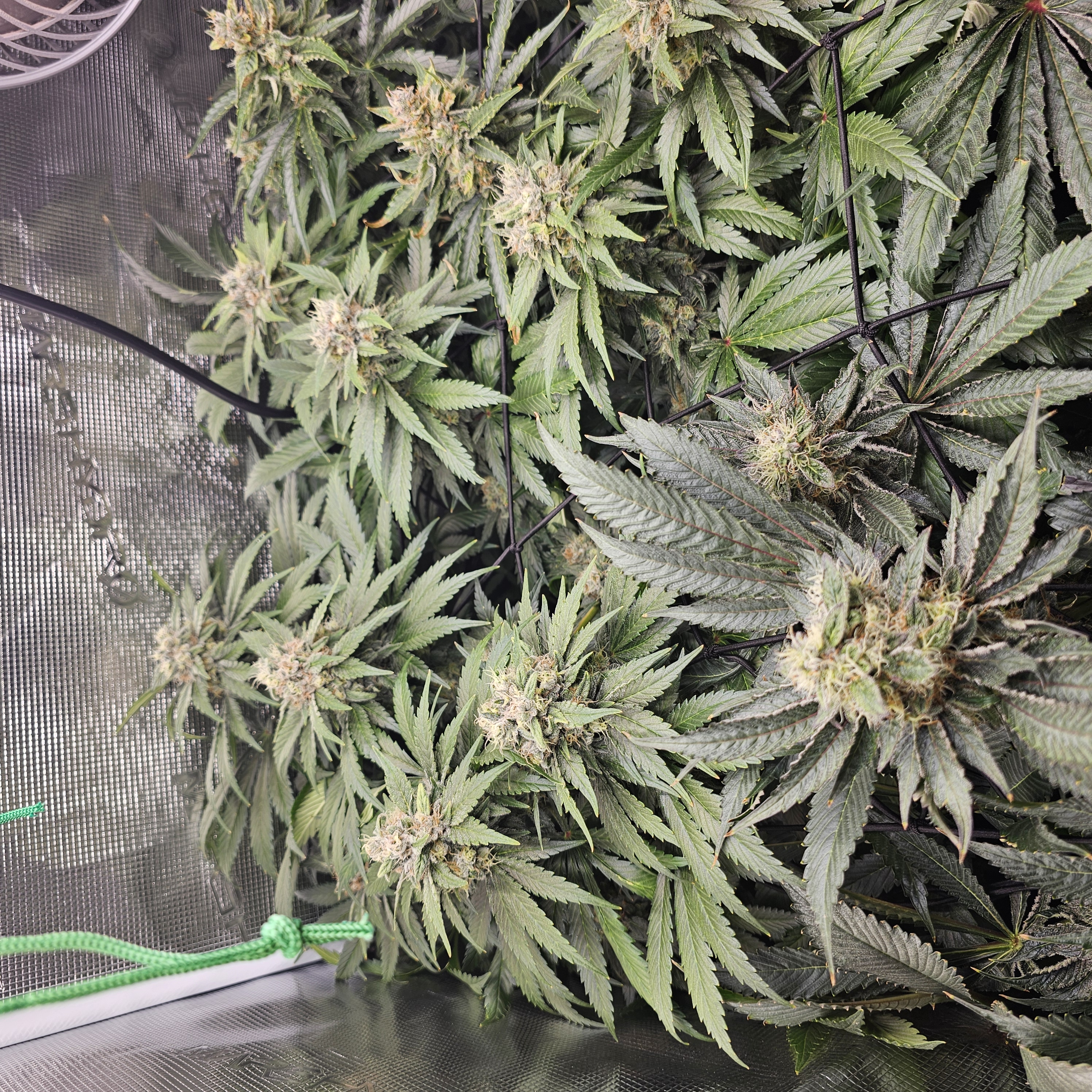 Grow Setup 4