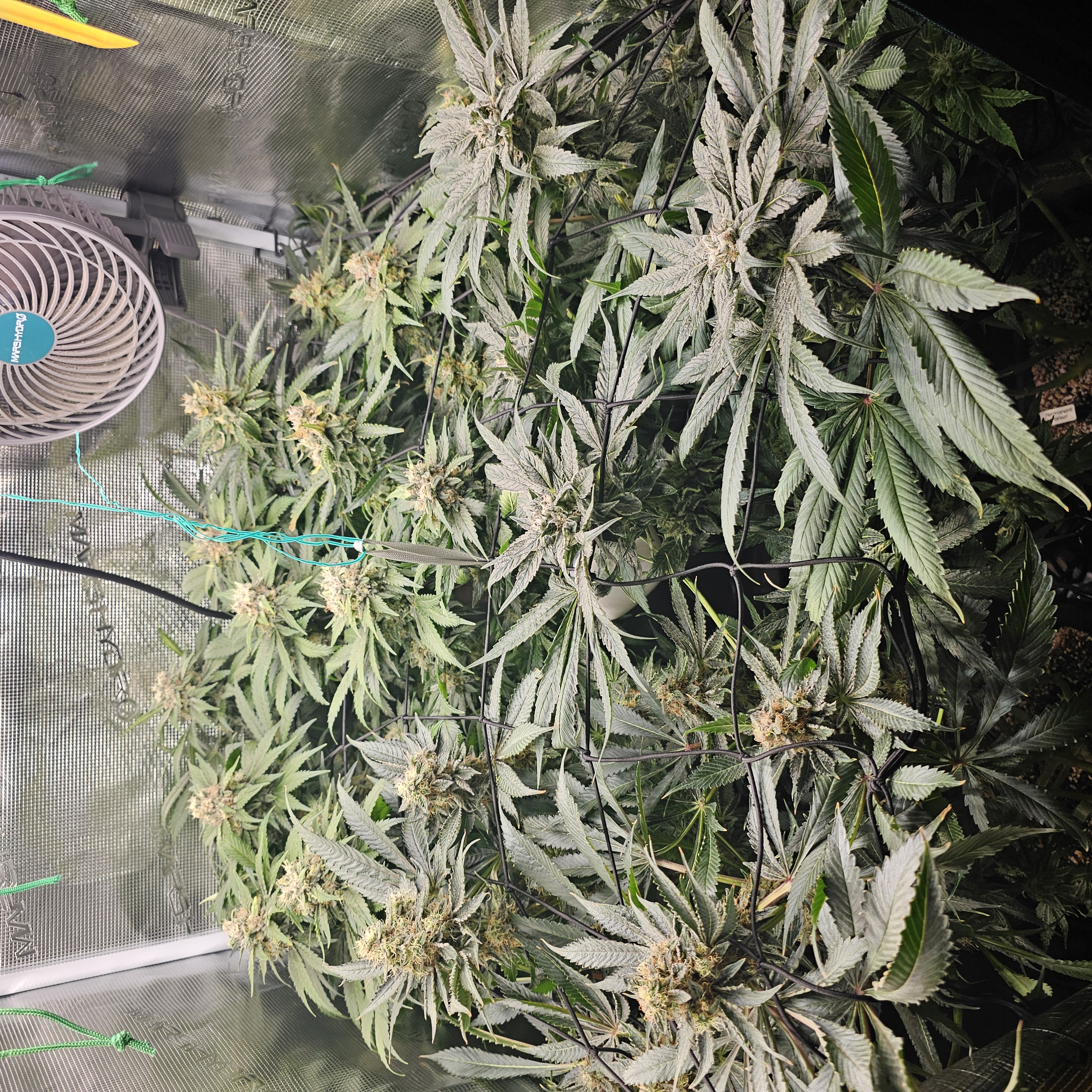 Grow Setup 6
