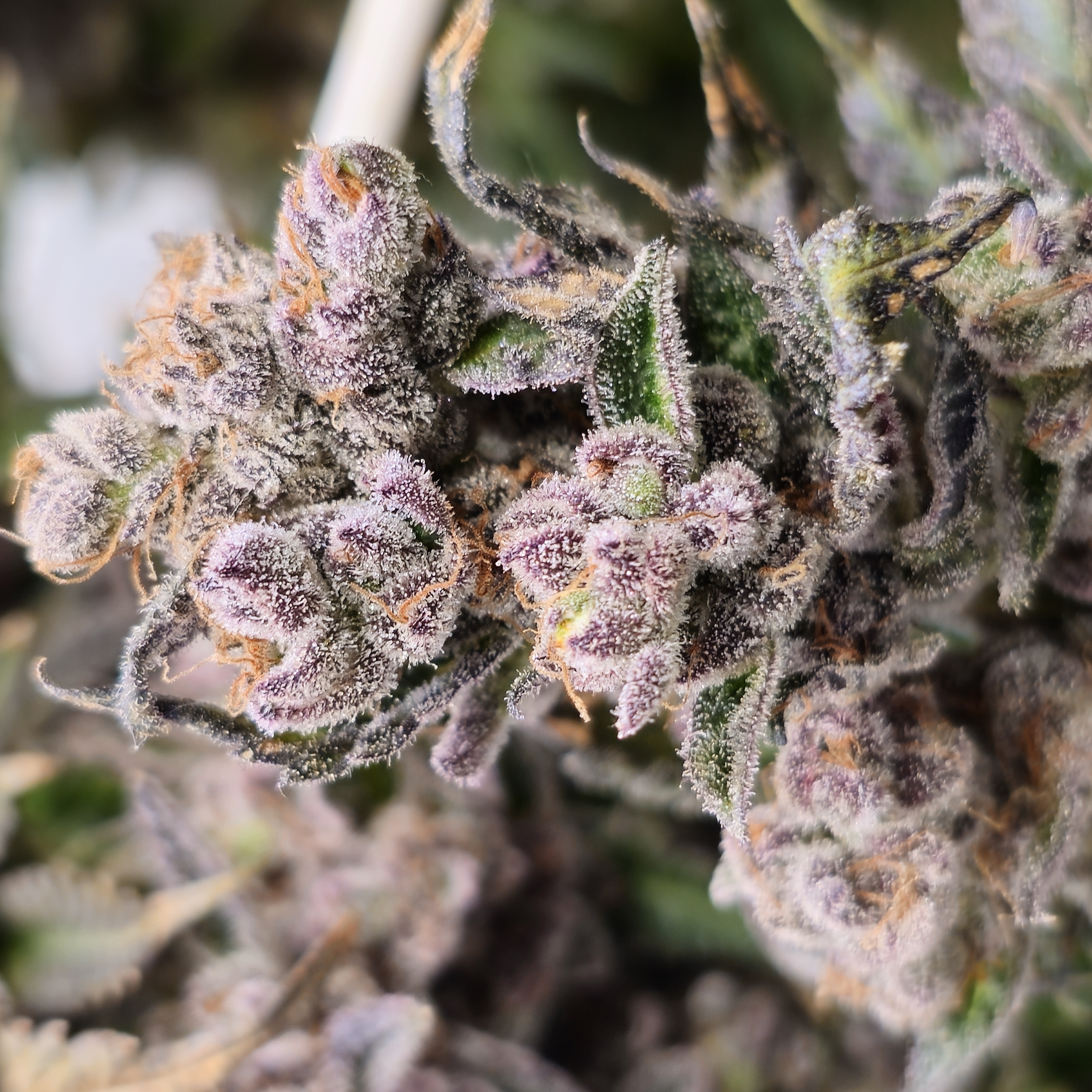 Cannabis Indoor Grow mit LED Beleuchtung